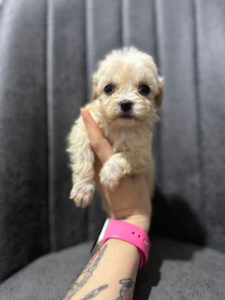 MALTİPOO YAVRULARIMIZI CANLI GÖREREK ALABİLİRSİNİZ