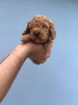 MALTİPOO YAVRULARIMIZI CANLI GÖREREK ALABİLİRSİNİZ