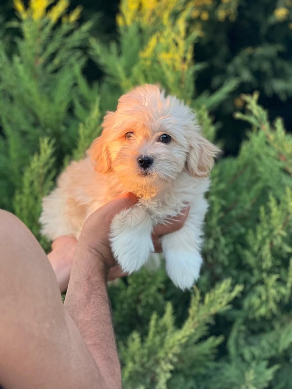 MALTİPOO YAVRULARIMIZI CANLI GÖREREK ALABİLİRSİNİZ