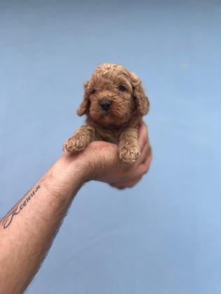 MALTİPOO YAVRULARIMIZI CANLI GÖREREK ALABİLİRSİNİZ