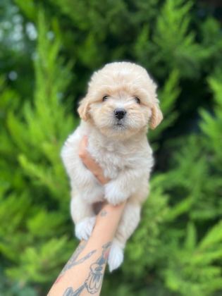 MALTİPOO YAVRULARIMIZI CANLI GÖREREK ALABİLİRSİNİZ