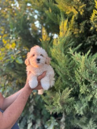 MALTİPOO YAVRULARIMIZI CANLI GÖREREK ALABİLİRSİNİZ