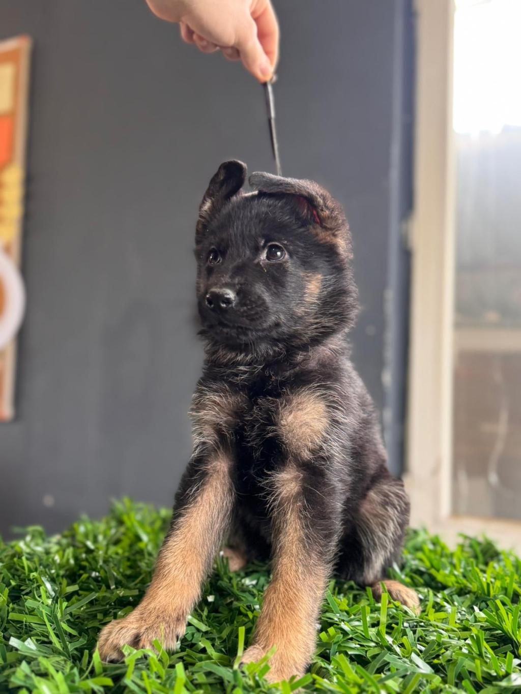 BURKEMDEN A KALİTE ALMAN ÇOBAN KÖPEĞİ YAVRUMUZ