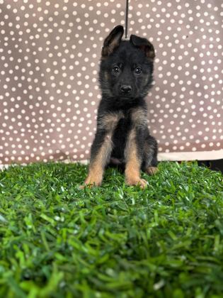 BURKEMDEN A KALİTE ALMAN ÇOBAN KÖPEĞİ YAVRUMUZ
