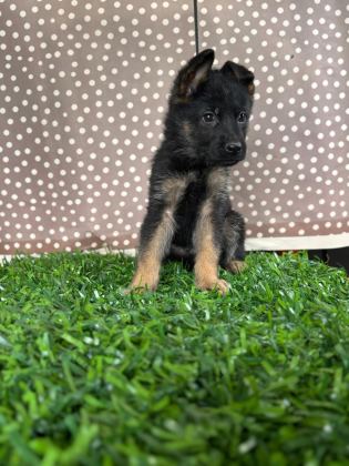 BURKEMDEN A KALİTE ALMAN ÇOBAN KÖPEĞİ YAVRUMUZ