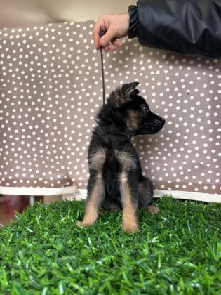 BURKEMDEN A KALİTE ALMAN ÇOBAN KÖPEĞİ YAVRUMUZ