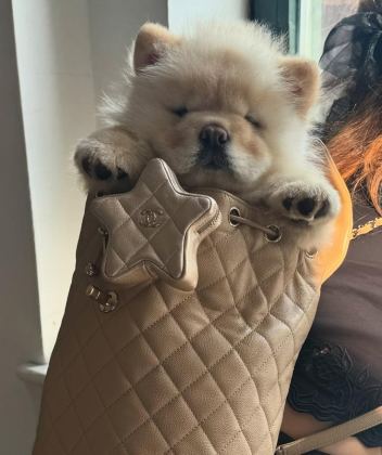 MUHTEŞEM ÇİN ASLANI BEBEKLER GÜVENLİ KAPIYA TESLİM