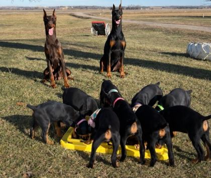 DOBERMAN TÜRKİYENİN TEK KAPIDA ÖDEMELİ ÇİFTLİĞİ