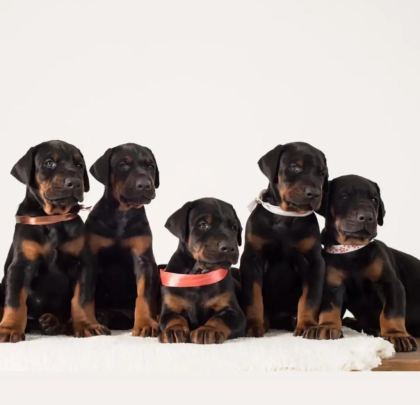 MUHTEŞEM DOBERMAN BEBEKLER GÜVENLİ KAPIYA TESLİM