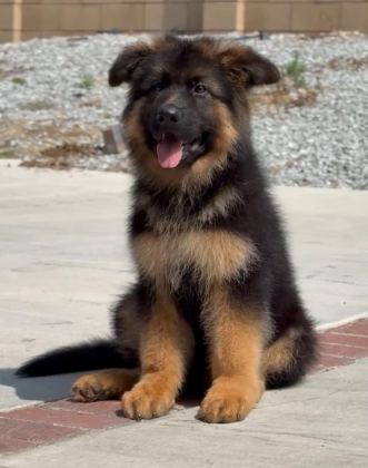 IYİSİ DEĞİL EN İYİSİ ALMAN KURDU KAPIDA ÖDEME MEVCUTTUR