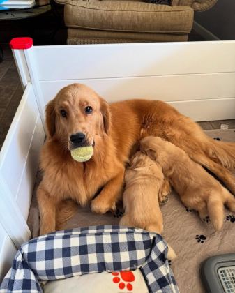 İYİSİ DEĞİL EN İYİSİ GOLDEN RETRİEVER KAPIDA ÖDEME MEVCUT