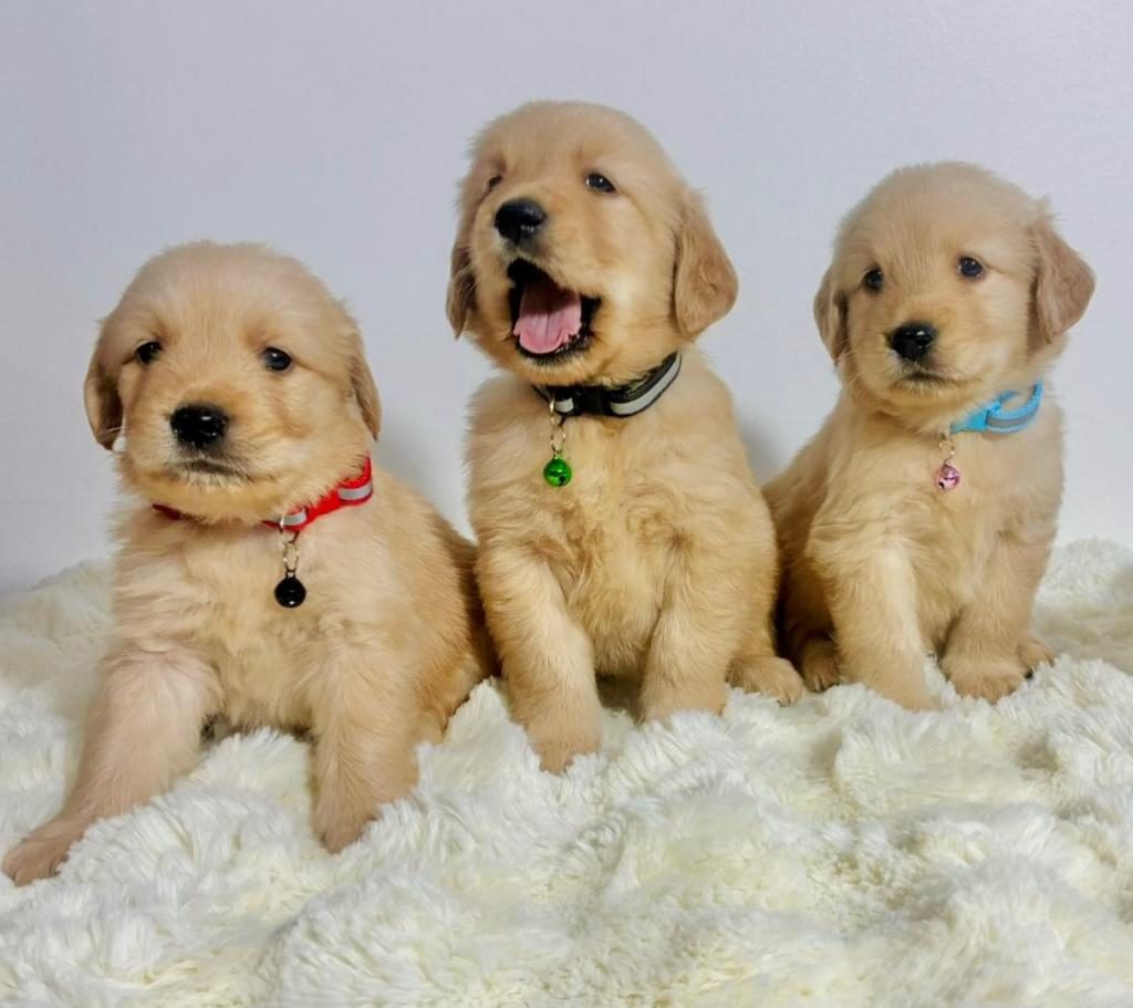 İYİSİ DEĞİL EN İYİSİ GOLDEN RETRİEVER KAPIDA ÖDEME MEVCUT