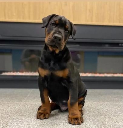 MUHTEŞEM DOBERMAN BEBEKLER GÜVENLİ KAPIYA TESLİM