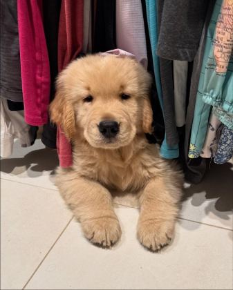 İYİSİ DEĞİL EN İYİSİ GOLDEN RETRİEVER KAPIDA ÖDEME MEVCUT