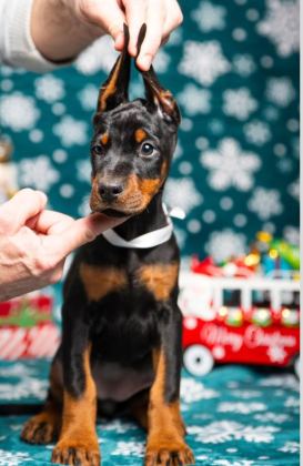 DOBERMAN TÜRKİYENİN TEK KAPIDA ÖDEMELİ ÇİFTLİĞİ