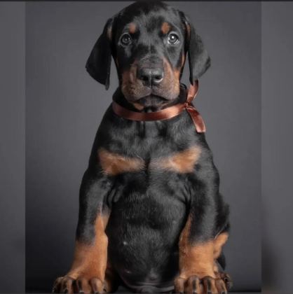 DOBERMAN TÜRKİYENİN TEK KAPIDA ÖDEMELİ ÇİFTLİĞİ