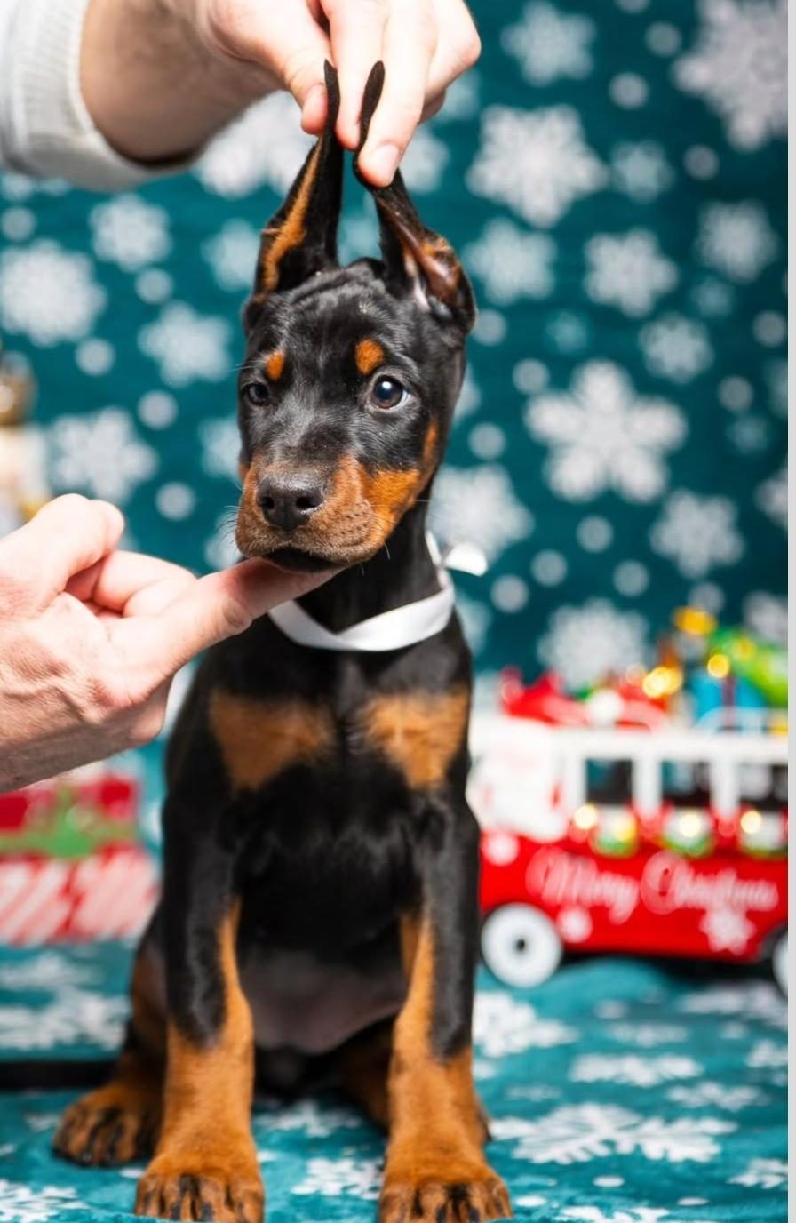 MUHTEŞEM DOBERMAN BEBEKLER GÜVENLİ KAPIYA TESLİM