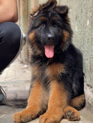 IYİSİ DEĞİL EN İYİSİ ALMAN KURDU KAPIDA ÖDEME MEVCUTTUR