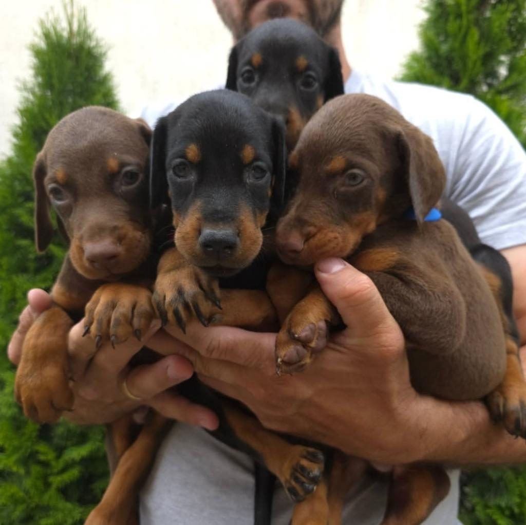 DOBERMAN TÜRKİYENİN TEK KAPIDA ÖDEMELİ ÇİFTLİĞİ