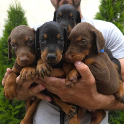 DOBERMAN TÜRKİYENİN TEK KAPIDA ÖDEMELİ ÇİFTLİĞİ