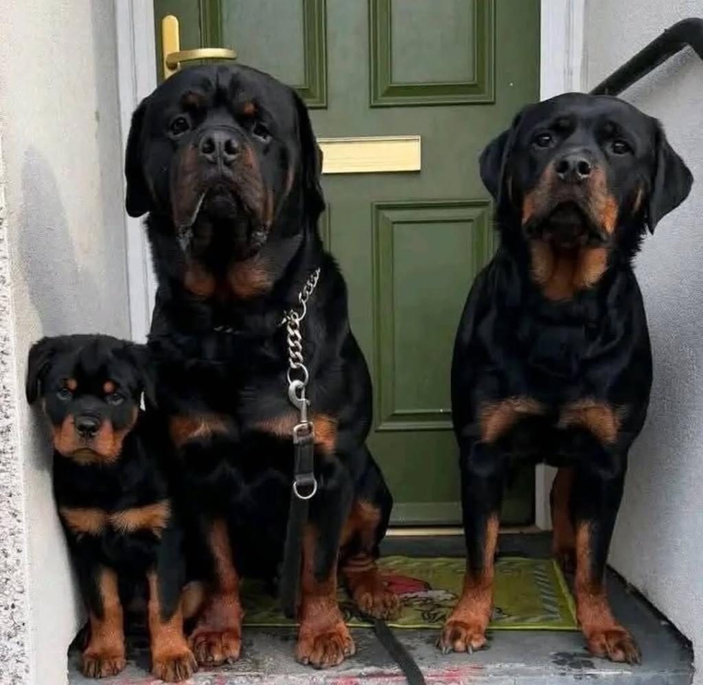 ROTTWEİLER TÜRKİYENİN TEK KAPIDA ÖDEMELİ ÇİFTLİĞİ
