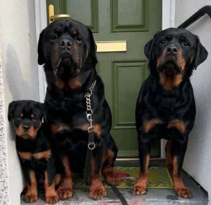 ROTTWEİLER TÜRKİYENİN TEK KAPIDA ÖDEMELİ ÇİFTLİĞİ