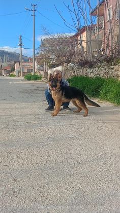 ŞECERELİ 6 AYLIK DİŞİ ALMAN KURDU