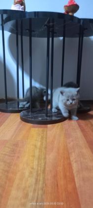 20 GÜNE TESLİM KEDİLER