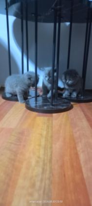 20 GÜNE TESLİM KEDİLER