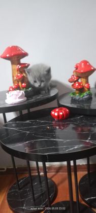 20 GÜNE TESLİM KEDİLER