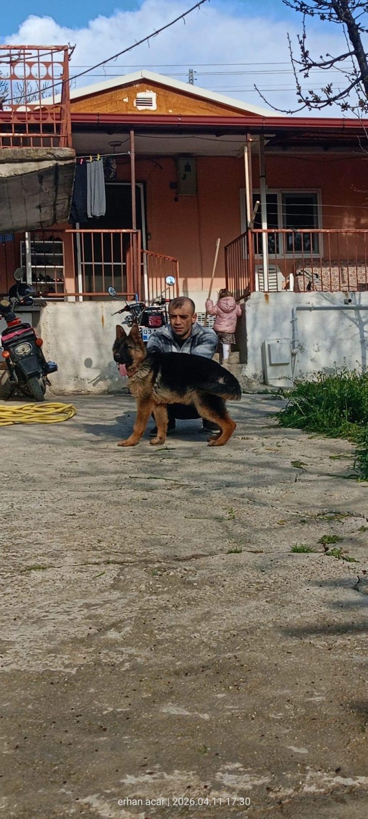 ŞECERELİ 6 AYLIK DİŞİ ALMAN KURDU