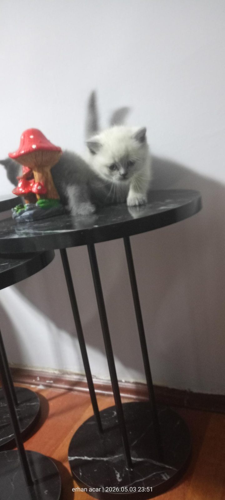 20 GÜNE TESLİM KEDİLER