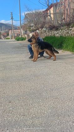 ŞECERELİ 6 AYLIK DİŞİ ALMAN KURDU