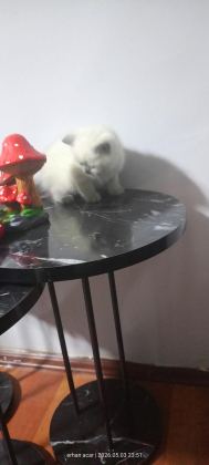 20 GÜNE TESLİM KEDİLER