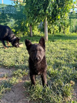SOLİD BLACK VE BİCOLOR ALMAN KURDU YAVRULARI