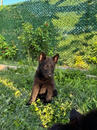 SOLİD BLACK VE BİCOLOR ALMAN KURDU YAVRULARI