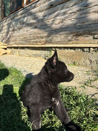 SOLİD BLACK ALMAN KURDU YAVRULARI