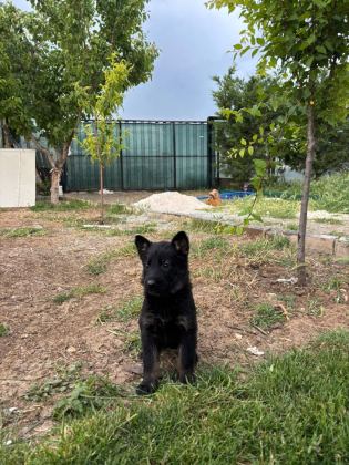 SOLİD BLACK ALMAN KURDU YAVRULARI