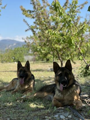 9 AYLIK VE 10 AYLIK DİŞİ ALMAN ÇOBAN KÖPEKLER