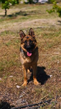 9 AYLIK VE 10 AYLIK DİŞİ ALMAN ÇOBAN KÖPEKLER