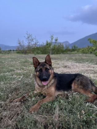 9 AYLIK VE 10 AYLIK DİŞİ ALMAN ÇOBAN KÖPEKLER