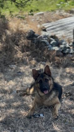 9 AYLIK VE 10 AYLIK DİŞİ ALMAN ÇOBAN KÖPEKLER
