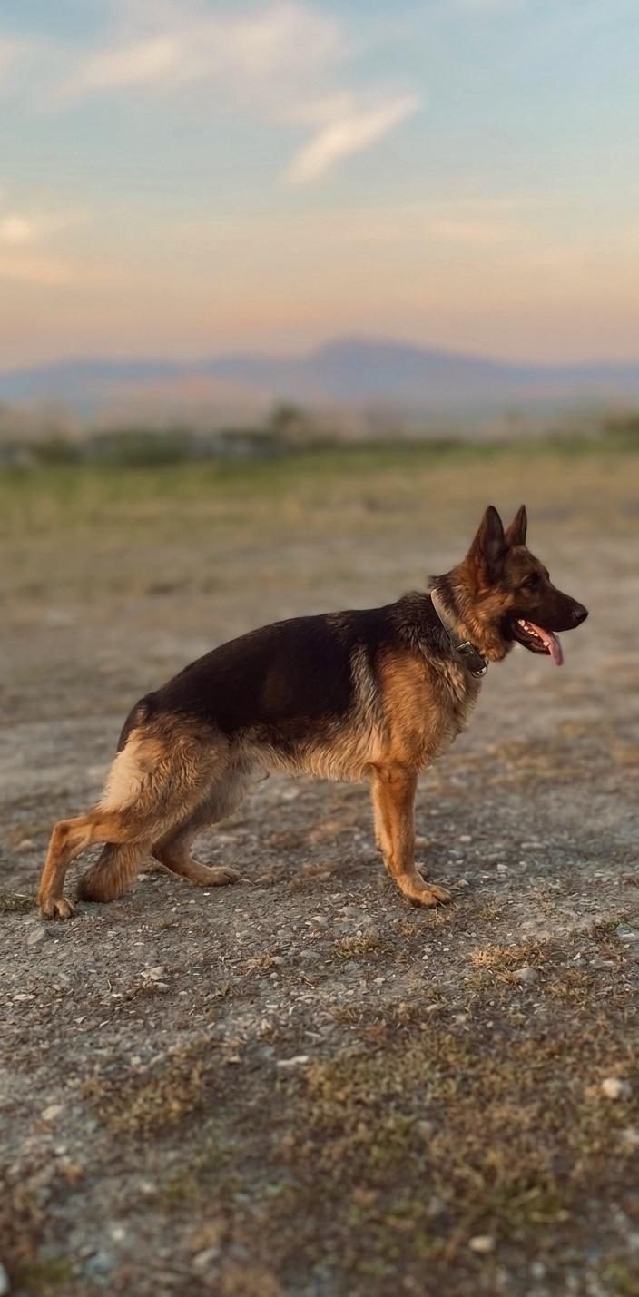 9 AYLIK VE 10 AYLIK DİŞİ ALMAN ÇOBAN KÖPEKLER