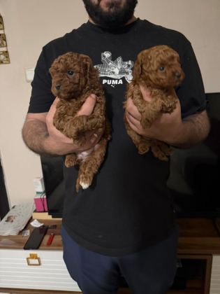 A KALİTE POODLE YAVRULAR