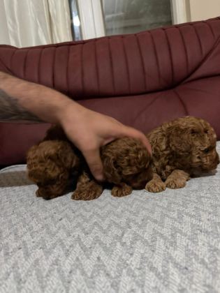A KALİTE POODLE YAVRULAR
