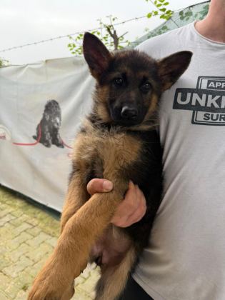 DÜŞÜK BEL ALMAN ÇOBAN KÖPEĞİ