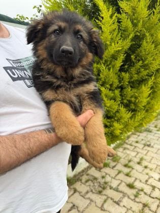 DÜŞÜK BEL ALMAN ÇOBAN KÖPEĞİ