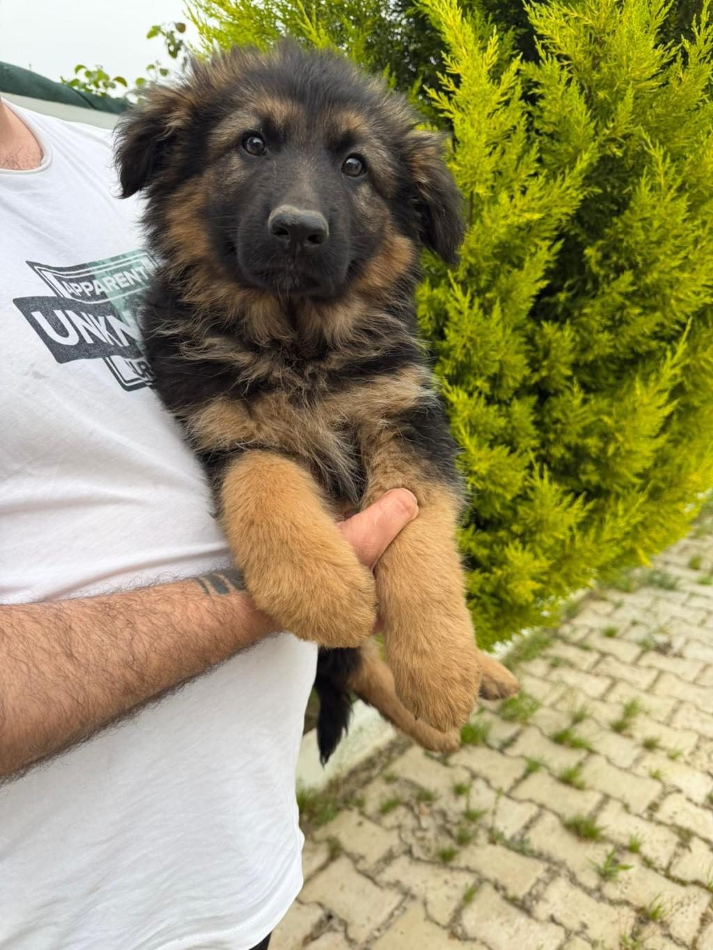 DÜŞÜK BEL ALMAN ÇOBAN KÖPEĞİ