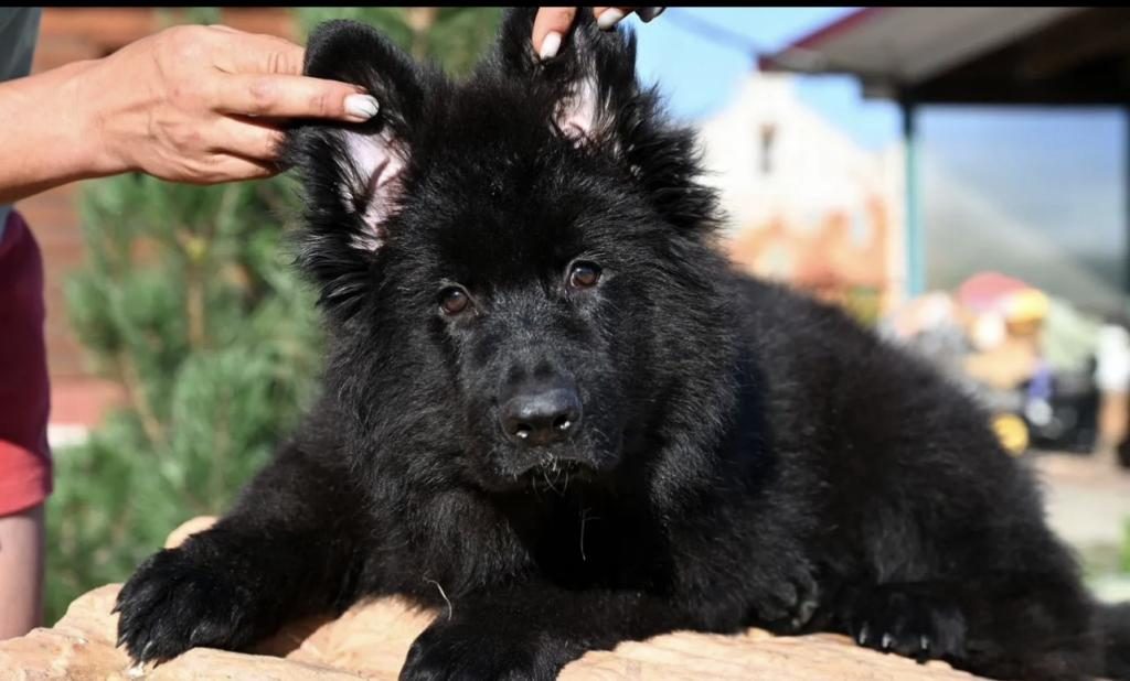 SOLİD BLACK LEKESİZ ALMAN KURDU YAVRULAR