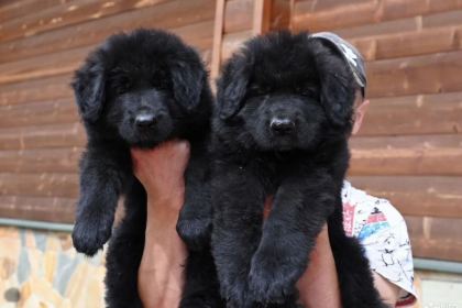 SOLİD BLACK LEKESİZ ALMAN KURDU YAVRULAR